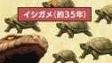 243 KB
