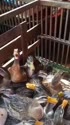 1781151866315.webm